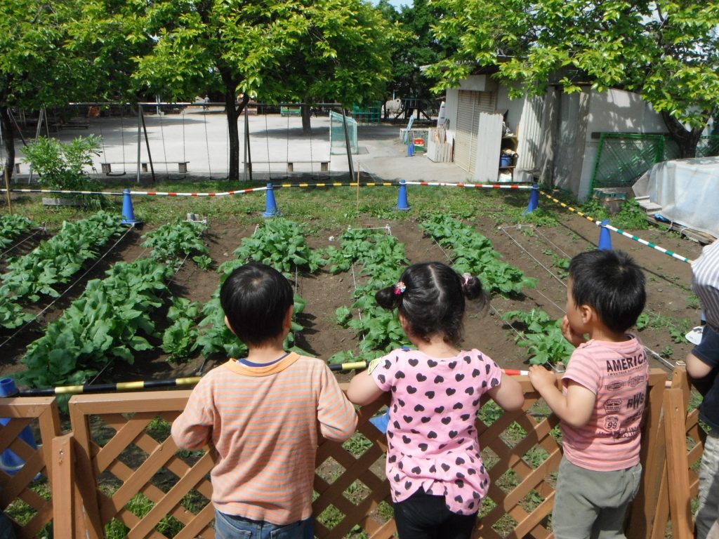 なかの幼稚園 畑