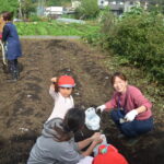 さつまいも掘り！だけでは終わらない！なかの幼稚園の面白いところ！